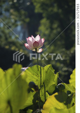 Asian University Lotus Asian University Lotus 31717933