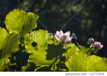 Asian University Lotus Asian University Lotus 31717934