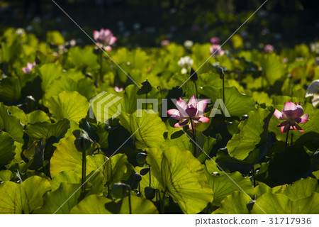 亞洲大學荷花 31717936