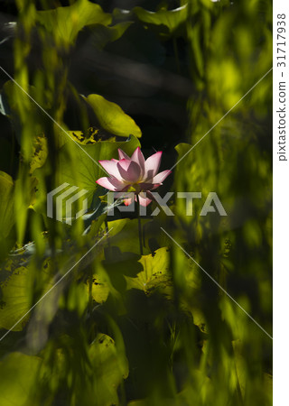 亞洲大學荷花 亞洲大學荷花 31717938