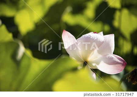 亞洲大學荷花 31717947