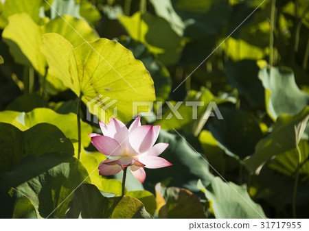 Asian University Lotus 31717955