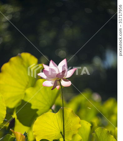 Asian University Lotus Asian University Lotus 31717956