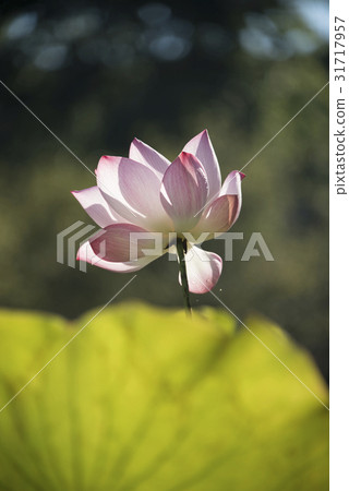 Asian University Lotus Asian University Lotus 31717957