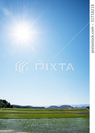 Copy space of paddy field and blue sky at end of rice planting 31718218