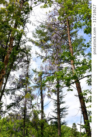 Yamahaji環繞樹木 31718627