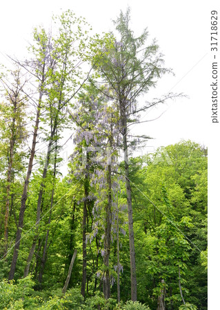 Yamahaji環繞樹木 31718629