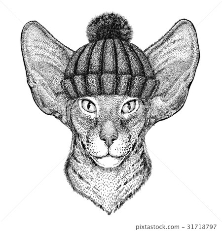 Oriental cat with big ears wearing winter knitted 31718797