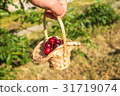Cherry in the basket on the man's hand 31719074