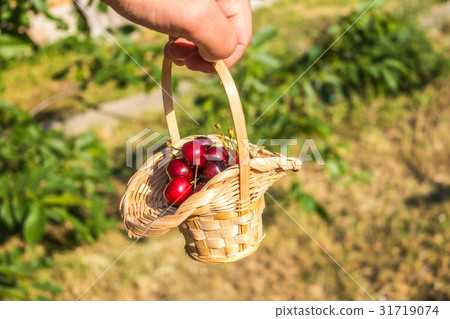 Cherry in the basket on the man's hand Cherry in the basket on the man's hand 31719074