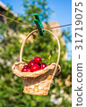 Cherry in a basket is hanging on clothespin 31719075