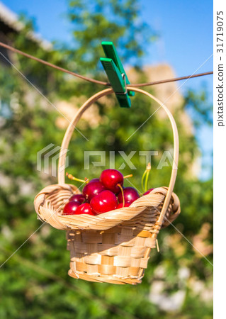 Cherry in a basket is hanging on clothespin Cherry in a basket is hanging on clothespin 31719075