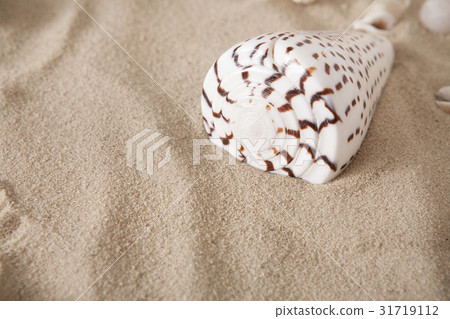 Sea beach sand and seashells background, natural Sea beach sand and seashells background, natural 31719112