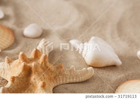 Sea beach sand and seashells background, natural 31719113
