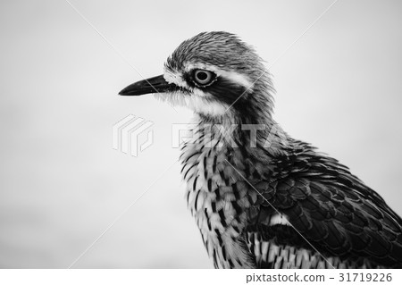 Bush stone-curlew resting on the beach. 31719226