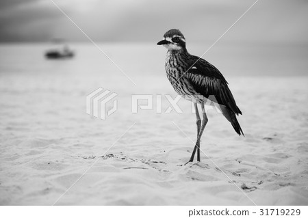 Bush stone-curlew resting on the beach. 31719229