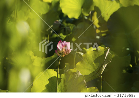 亞洲大學荷花 亞洲大學荷花 31719682