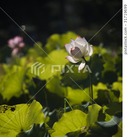 Asian University Lotus Asian University Lotus 31719699