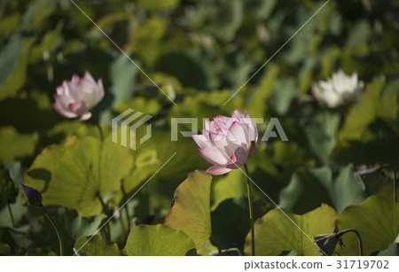亞洲大學荷花 31719702