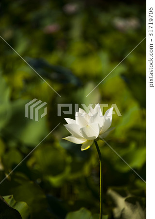 亞洲大學荷花 31719706