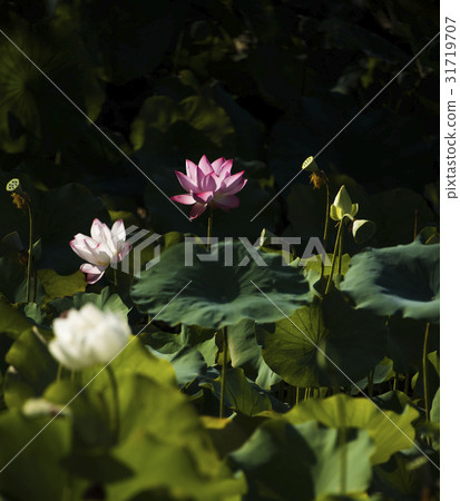 亞洲大學荷花 31719707