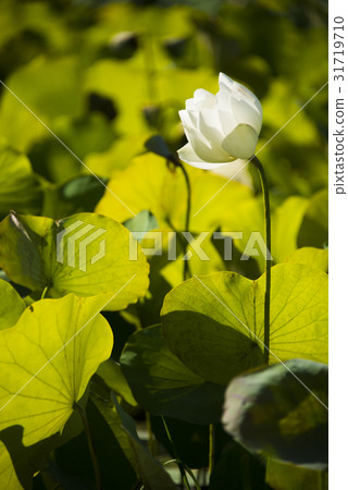 亞洲大學荷花 亞洲大學荷花 31719710
