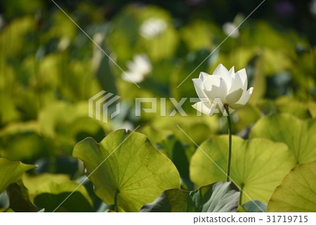 亞洲大學荷花 31719715
