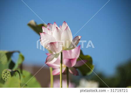 亞洲大學荷花 31719721