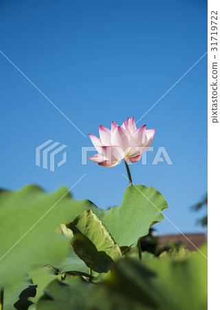 亞洲大學荷花 亞洲大學荷花 31719722