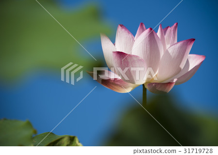 Asian University Lotus 31719728