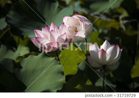 Asian University Lotus Asian University Lotus 31719729