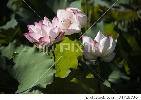Asian University Lotus Asian University Lotus 31719730