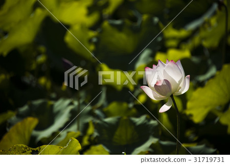Asian University Lotus Asian University Lotus 31719731