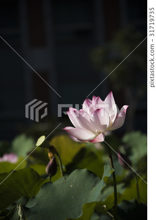 Asian University Lotus Asian University Lotus 31719735