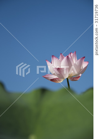 亞洲大學荷花 31719736