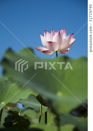 亞洲大學荷花 31719740