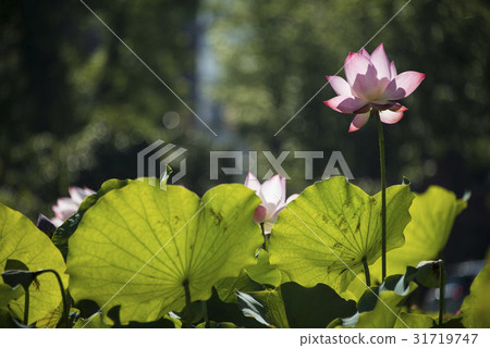 亞洲大學荷花 31719747