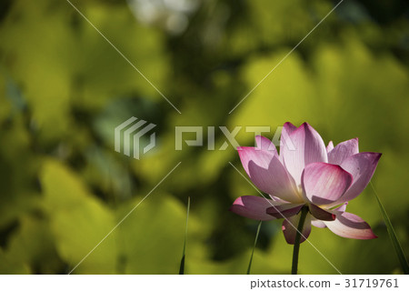 亞洲大學荷花 亞洲大學荷花 31719761