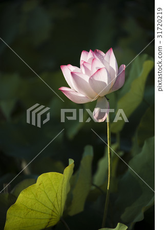 亞洲大學荷花 亞洲大學荷花 31720219