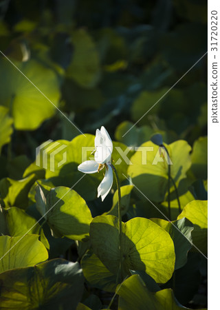 亞洲大學荷花 31720220