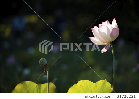 Asian University Lotus 31720221