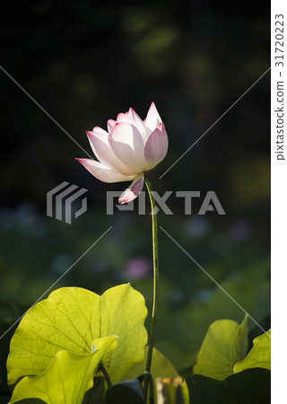 Asian University Lotus Asian University Lotus 31720223