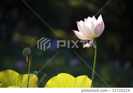 亞洲大學荷花 亞洲大學荷花 31720224