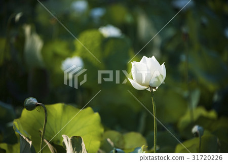 亞洲大學荷花 亞洲大學荷花 31720226