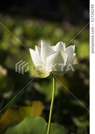 亞洲大學荷花 31720248