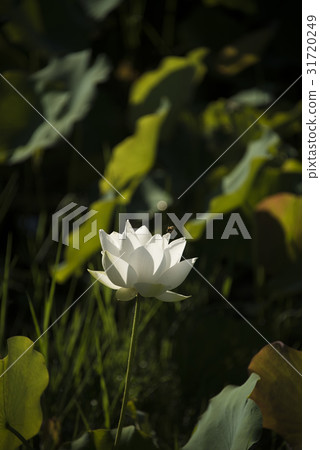 亞洲大學荷花 亞洲大學荷花 31720249