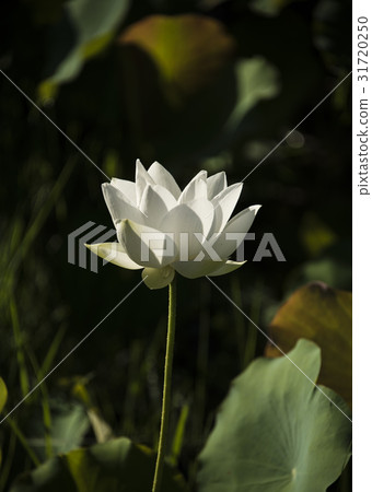 Asian University Lotus Asian University Lotus 31720250
