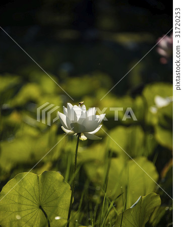 亞洲大學荷花 亞洲大學荷花 31720253