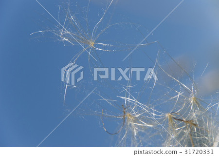 Close up dandelion Close up dandelion 31720331