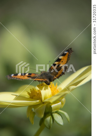 Butterfly urticaria 31720335